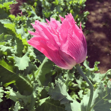Home Farm and Garden