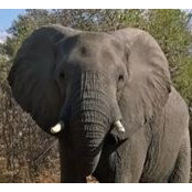 Lou Aronson's photo