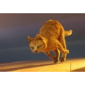 Jan Foselli's photo