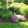 annetta_cripps