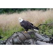 Kelly Kernaghan's photo