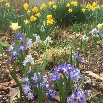 Daffodils and Squill