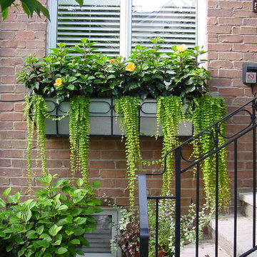 Summerhill Iron Fence Front Yard
