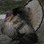 Barbara Pierson's photo