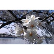 Kinnari Patel's photo