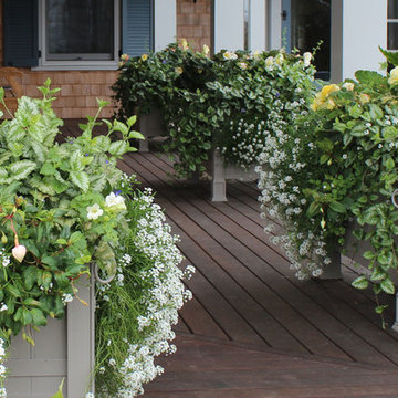 Window Boxes / Containers