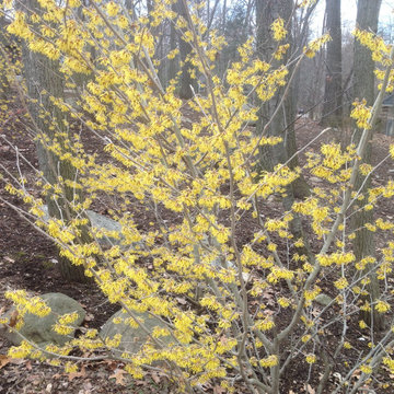 Witch hazel Arnold’s Promise