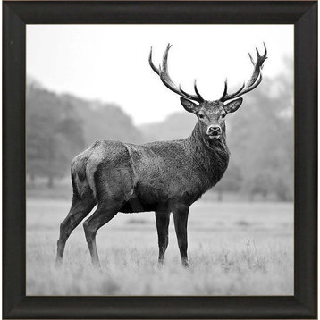 Proud Deer Framed Art