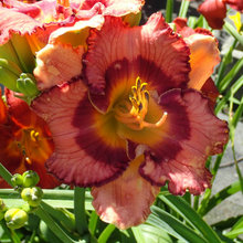 2020 DAYLILY INTRODUCTIONS