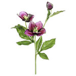 Silk Plants Direct - Silk Plants Direct Helleborus Spray - Violet - Pack of 12 - Dealing with a mundane, tired room? Obviously, there’s a lot to do to make it exciting. Wondering where to start from? Start by introducing these brilliant artificial Helleborus Spray. Flowers which will help you craft a cool, fun place in an instant, these silk Helleborus Spray will pop up beautifully in any setting and make it better, lovelier. Our Helleborus Spray measures 22" and comes in a delightful Violet. Available in a pack of 12, this faux Helleborus Spray is crafted from high quality material and is a highly practical element which will bring a fresh, rich look to the setting.