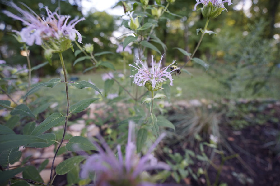French Broad Rain Garden - First Summer 2016