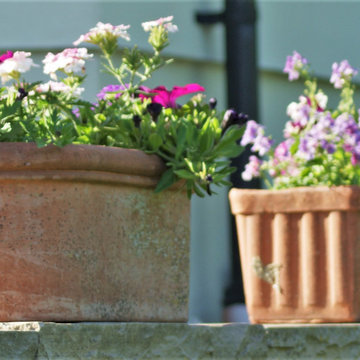 Sophisticated container planting