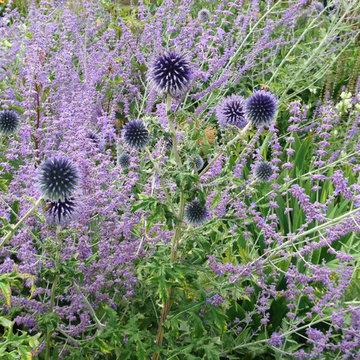 PLANT ASSOCIATIONS: Summer