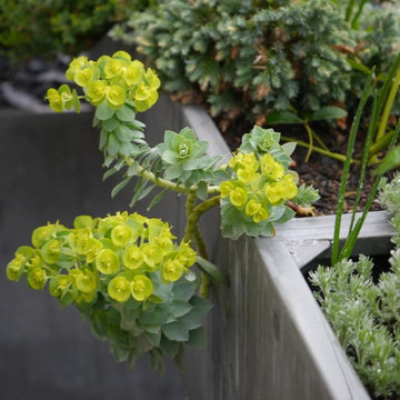 "Inversion des pôles" - ligne végétale sur un balcon haussmannien