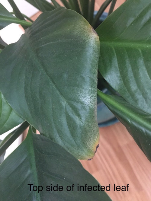 Tiny Black Dots on Peace Lily Pest or Fungus?