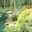 pindalerry