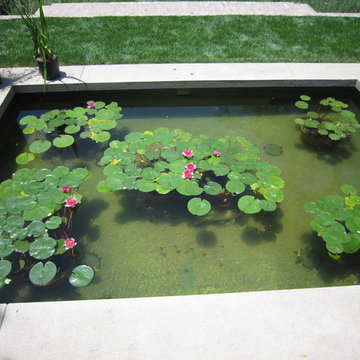 Koi Pond- Hancock Park