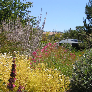 Sonoma