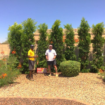 Column Ficus nitida in Surprise