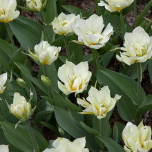 FLOWERS ********
