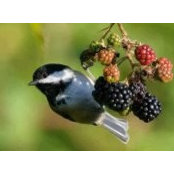 Ella Sonier Robichaud's photo
