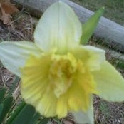 Darla Myers Thomas's photo