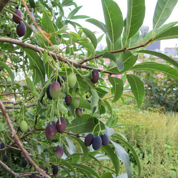 Chionanthus virginicus