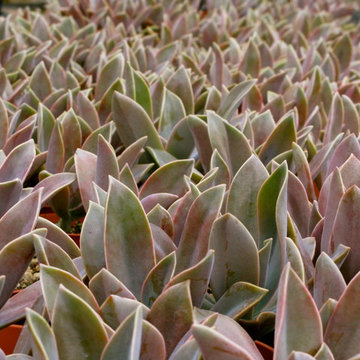 echeveria black knight