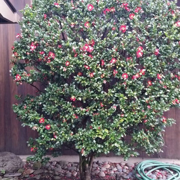 Traditional Garden