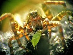 Do spiders eat aphids?