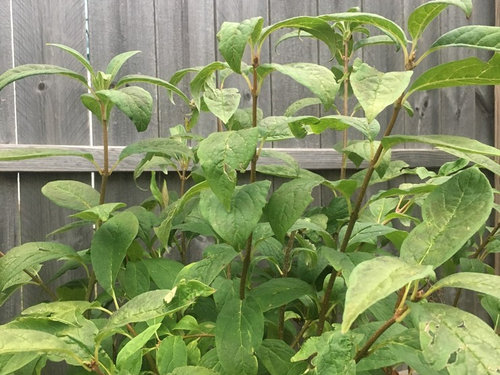 Lilac With Brown Leaves