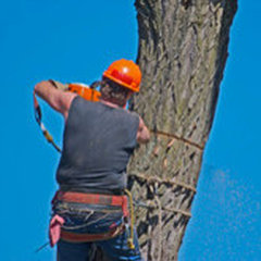 Allied Tree Service