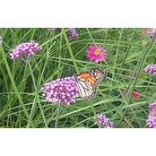 Suzanne Percoskie's photo
