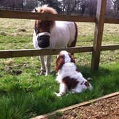 Fiona Allan's photo