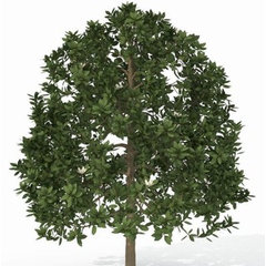 Texas Tree Services