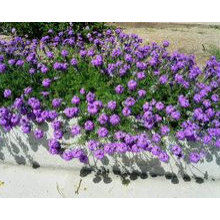 landscaping plants