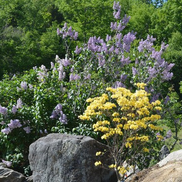 Purple and Yellow