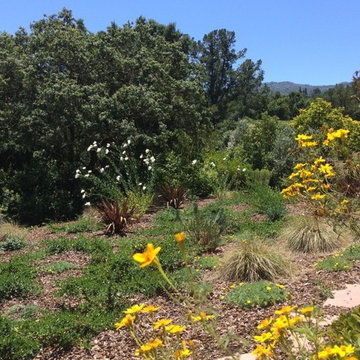 Los Altos Hills Native Garden