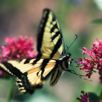 Attract bees, butterflies and hummingbirds