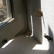 Maia Fuchsさんの写真
