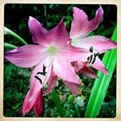 Cat Herine's photo