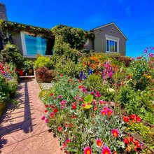 Front yard landscape