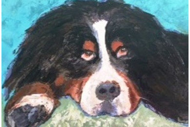 Pet Portraits