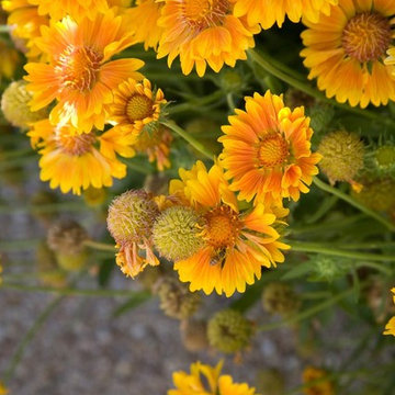 Santa Barbara Canyon Garden