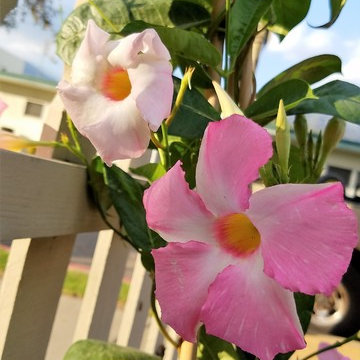 Bird & Butterfly Garden: Monrovia front/back yard