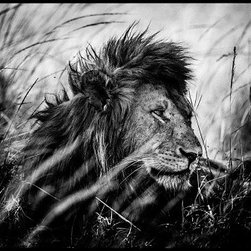 Laurent Baheux - Products