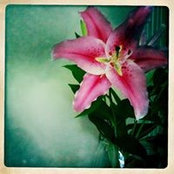 Helen Toland's photo