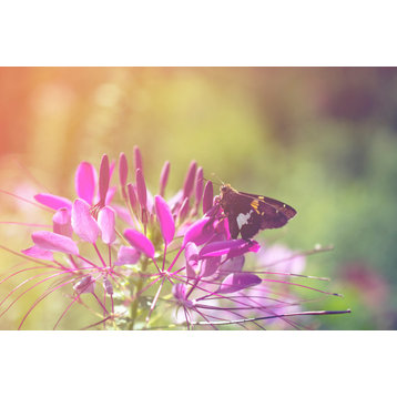 Wall Art Prints Spider Flower in Glory Light With Spotted Moth Unframed, 12" X 16"
