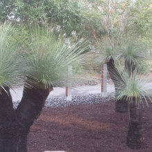 Ono Plants