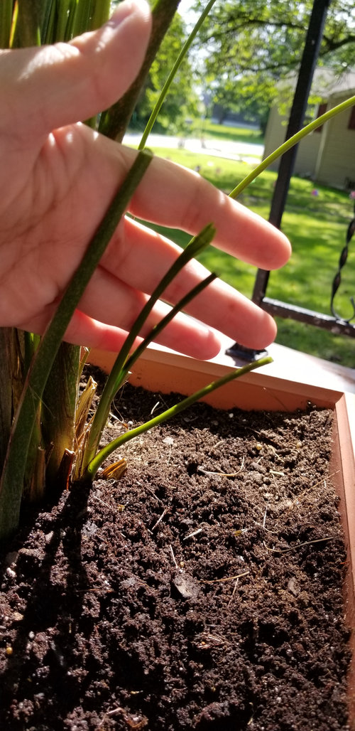 What's wrong with my Majesty palm tree?